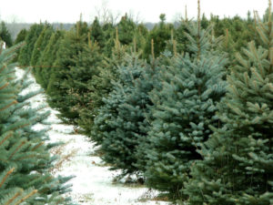 The weekend after Thanksgiving is the prime time to shop for a Christmas tree. (Thinkstock)